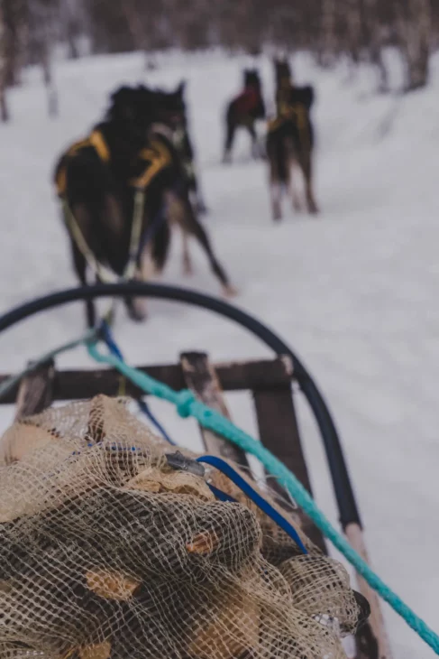 filet de bois sur un traîneau à chien