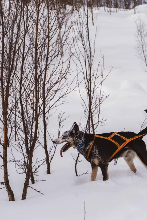 Une journée avec les chiens de traîneau à la découverte des Alpes de Lyngen