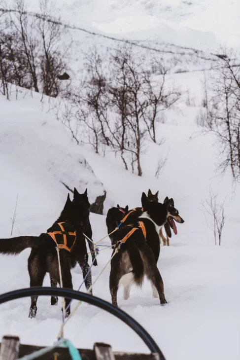 Une journée avec les chiens de traîneau à la découverte des Alpes de Lyngen