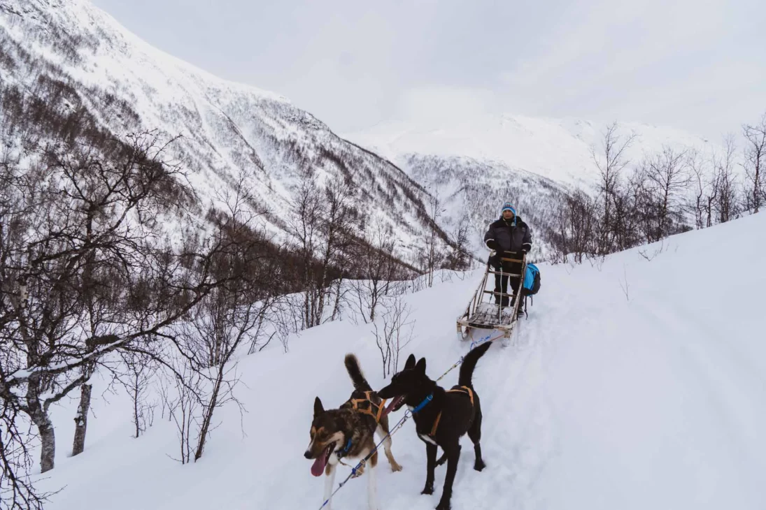 chiens de traineau