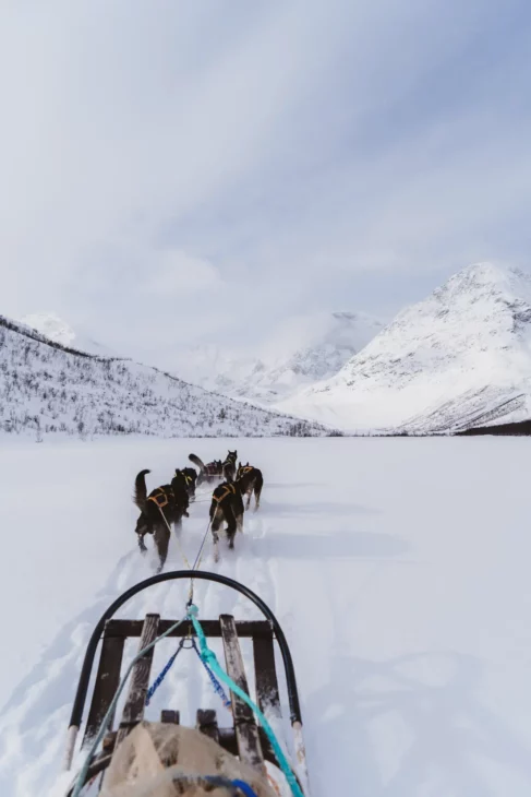 chien de traineau dans les alpes de lyngen