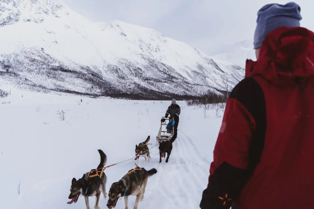 traineau à chien vers Tromso