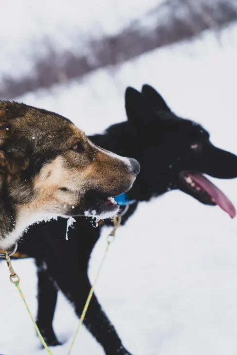 têtes de Huskies de profil