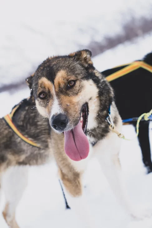 chien de traineau marron et blanc qui tire la langue