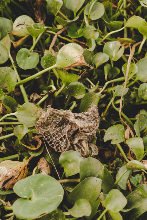 mue d'anaconda dans le pantanal