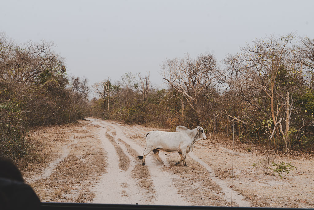 zébu, vache à bosse Nelore dans le pantanal
