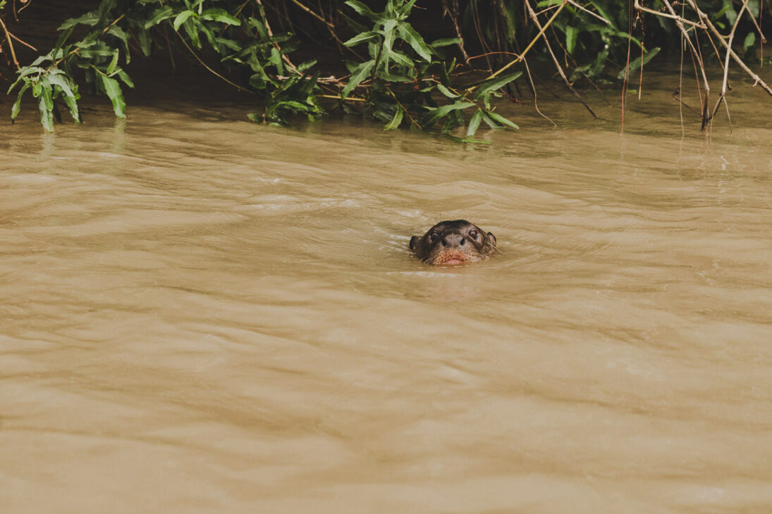 loutre dans la rivière