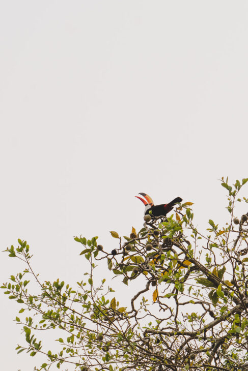 toucan en haut d'un arbre