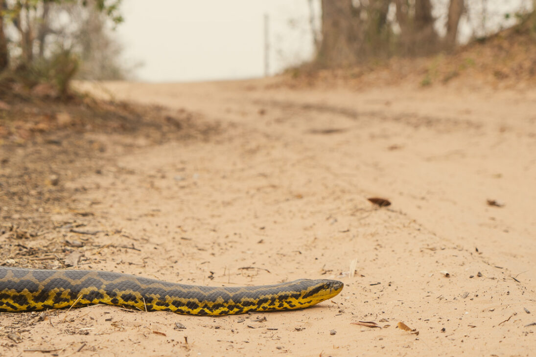 anaconda sur la piste