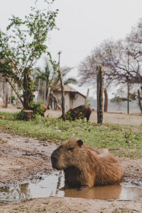 capybara dans la boue