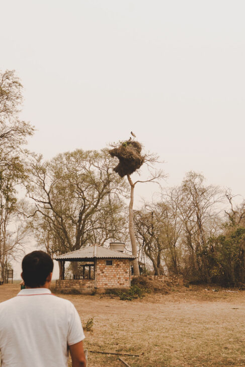 observation d'un nid de cigogne jabiru