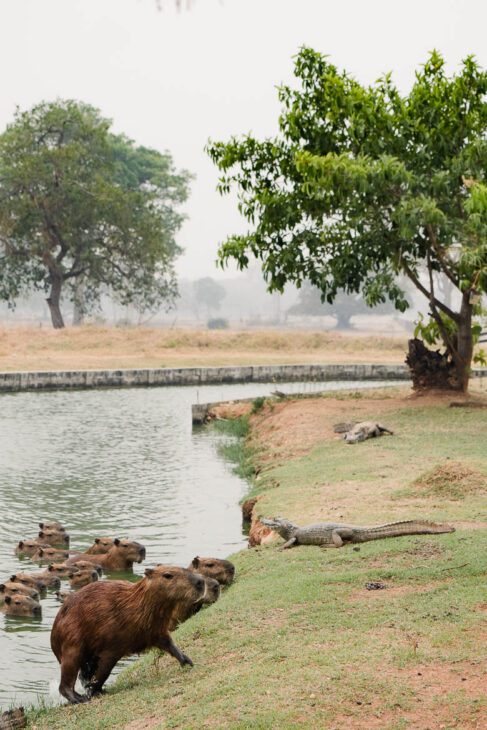 caïmans et capybaras