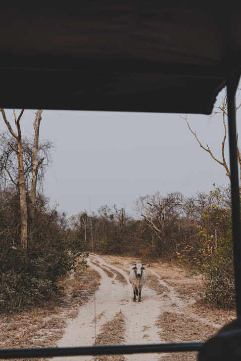 zébu au milieu d'une piste du pantanal