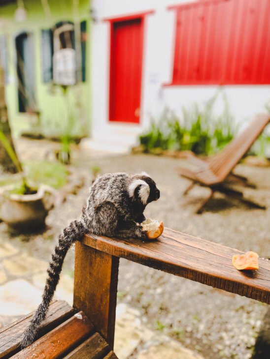 petit ouistiti à la pousada quinta brasilis boutique hotel à Paraty