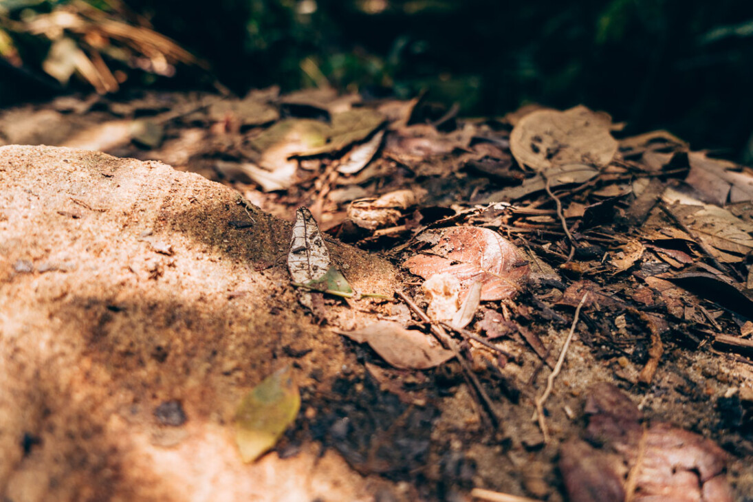 feuilles mortes dans la foret