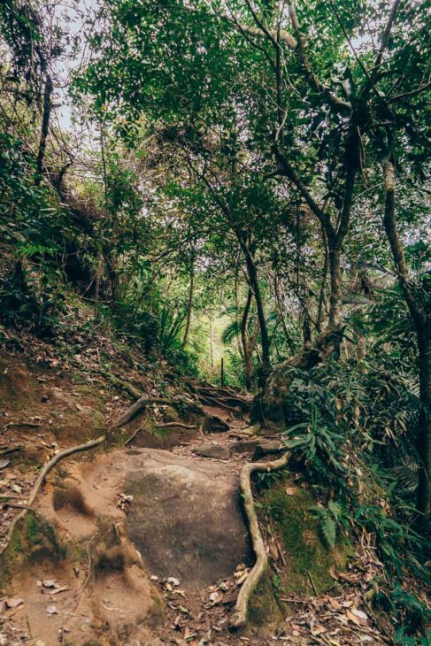 chemin dans la jungle à Trindade